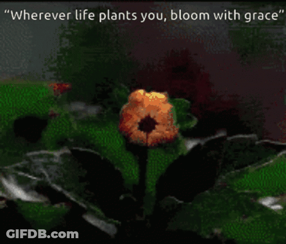 Aster Flower Blooming GIF