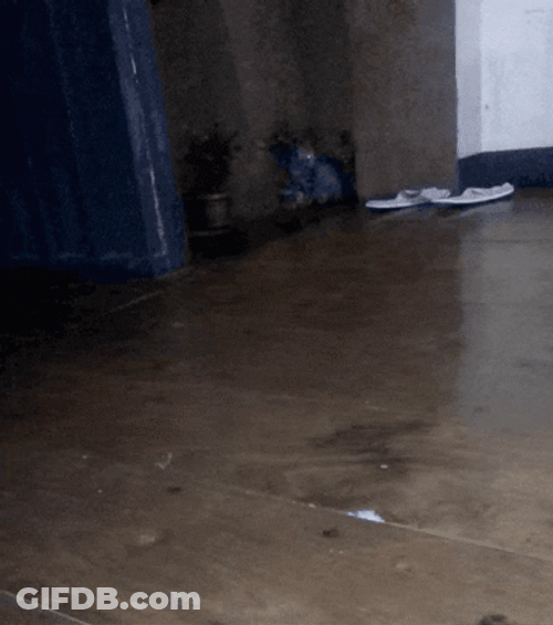 Attack Cat Running GIF