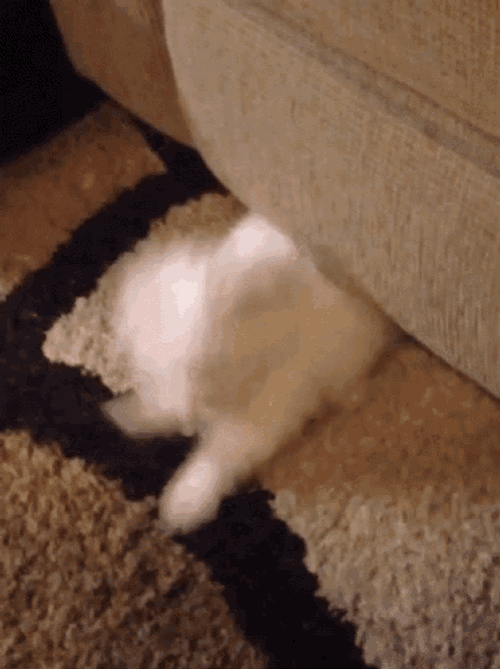 Attack Dog GIF