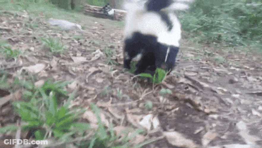 Attacking Skunk Cuddled GIF