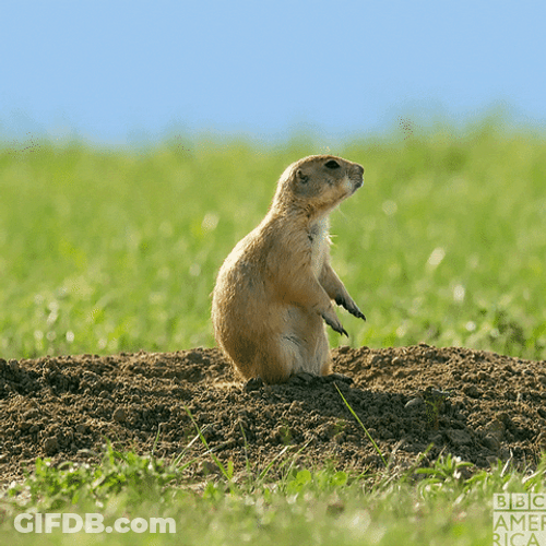Attempted Back Flip Prairie Dog GIF