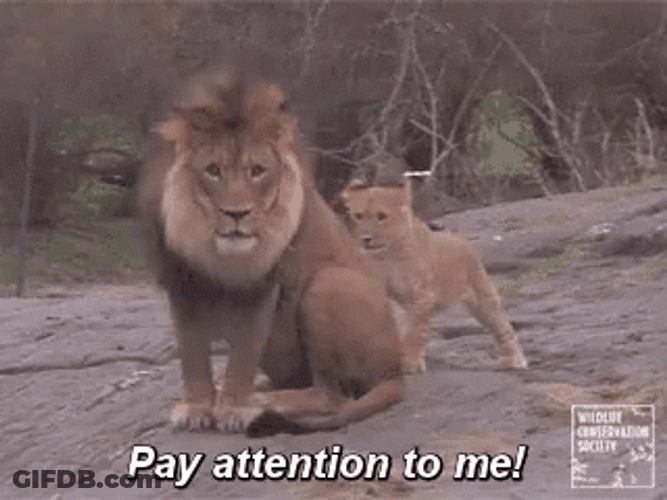 Attention GIF