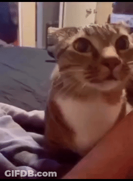 Attention Attention Taps GIF