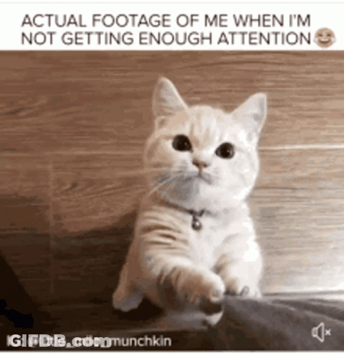 Attention GIF
