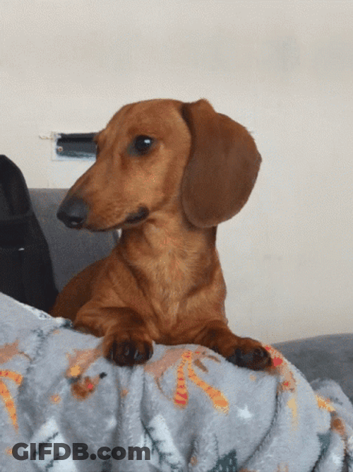 Attentive Dachshund Dog Staring GIF