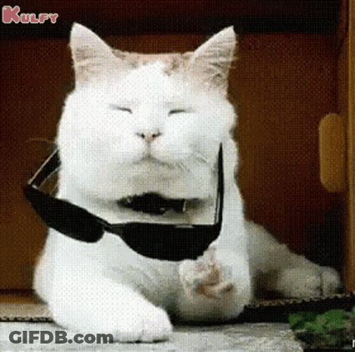 Attitude Cool Cat Sunglasses Deal With It GIF