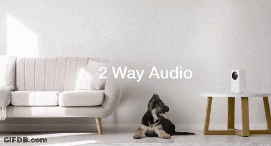 Audio Time-Lapse Dog City Wyze Cam GIF