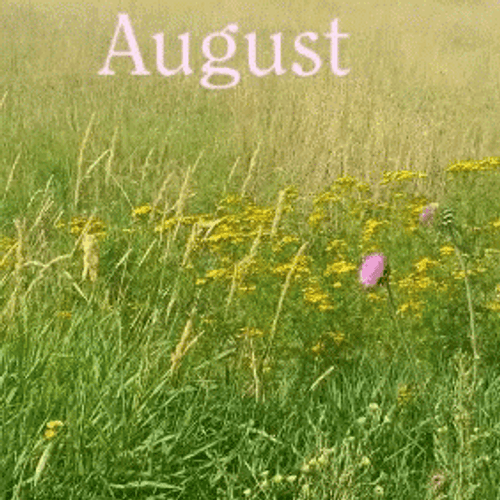 August Grass Field GIF