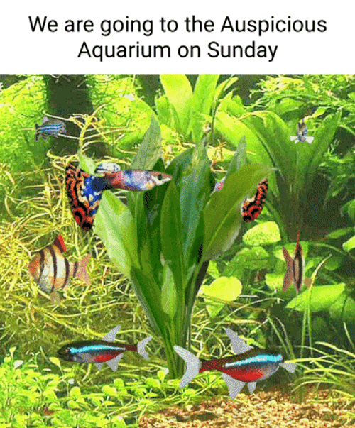 Auspicious Auspicious Aquarium GIF