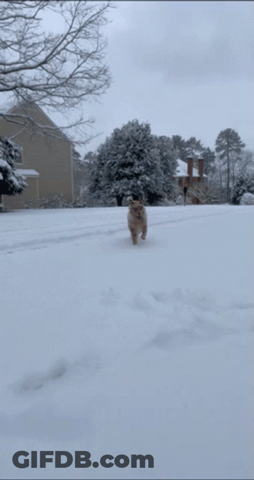 Aussie Snow Snowy Saturday GIF
