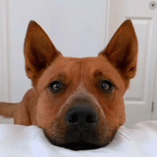 Australian Cattle Dog Barking GIF