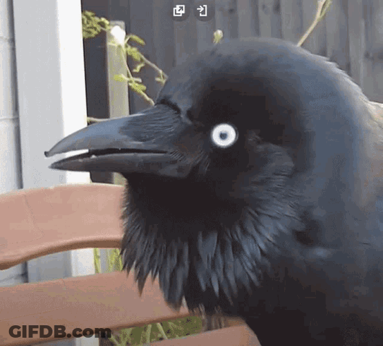 Australian Raven GIF