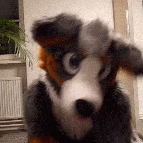 Australian Shepherd Dog Man Mascot GIF