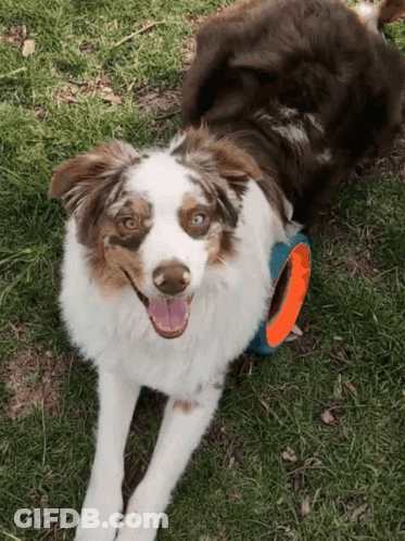 Australian Shepherd GIF