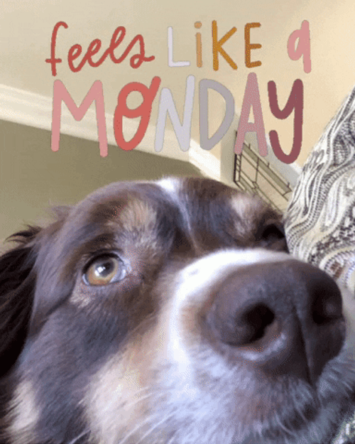 Australian Shepherd Sleepy Monday GIF