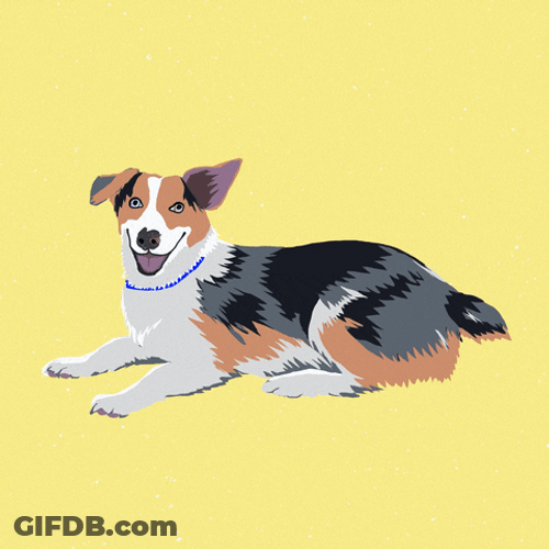 Australian Wiggle Dancing Dog GIF
