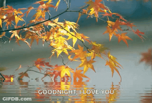 Autumn Branch Over Water Saying Goodnight I Love You GIF