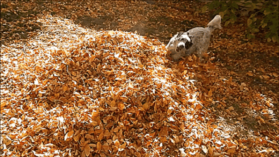 Autumn Dog Play GIF