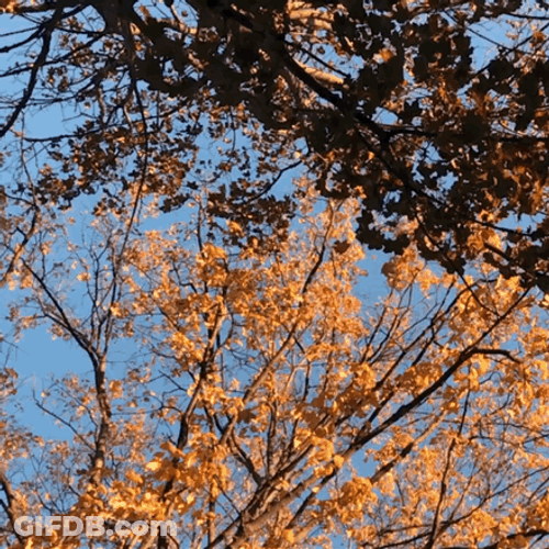 Autumn Fall Leaves GIF