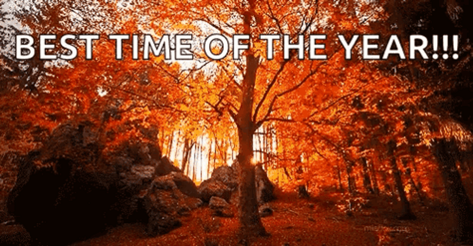 Autumn Falls Best Time Of The Year GIF
