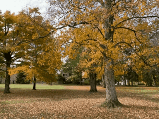 Autumn Falls Park Trees GIF
