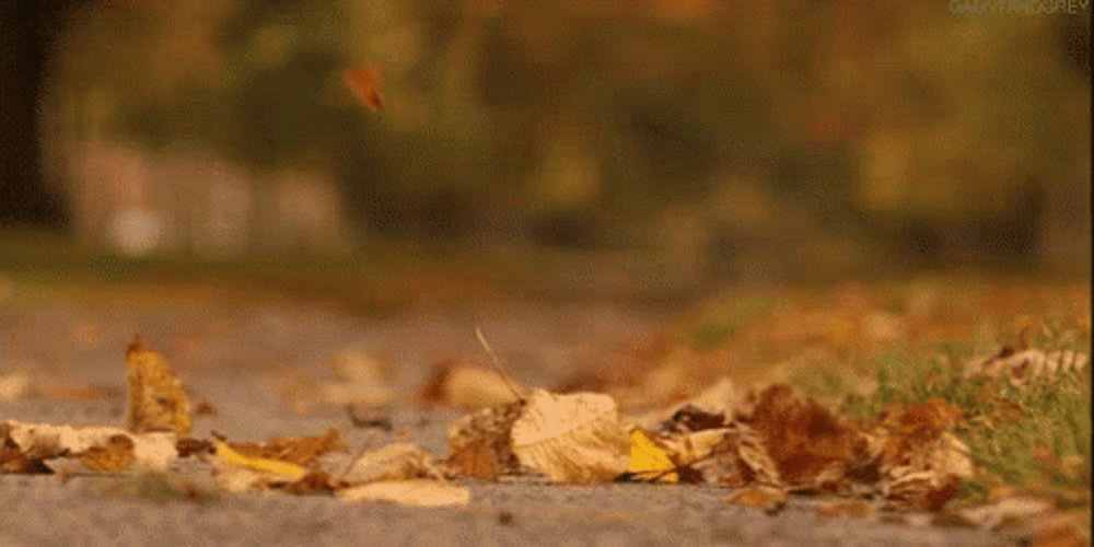 Autumn Falls Slow Motion GIF