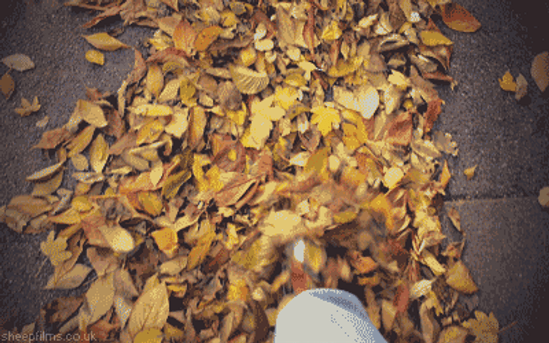 Autumn Falls Walking POV GIF