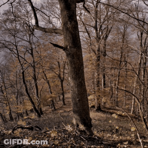 Autumn Forest GIF