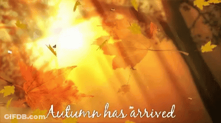 Autumn Has Arrived With Falling Leaves GIF