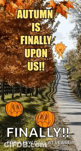 Autumn Is Finally Upon Us GIF