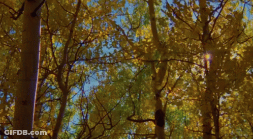 Autumn Is Here Tree GIF