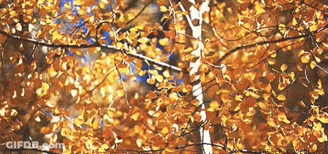 Autumn Leaves Are Falling From A Tree In The Woods GIF