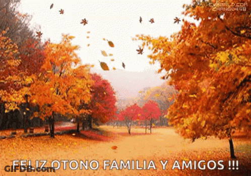 Autumn Leaves Are Falling From The Trees In The Park GIF