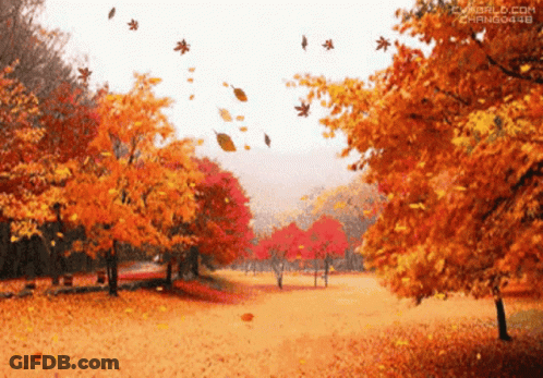Autumn Leaves Falling From Trees Chang0428 GIF