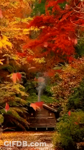 Autumn Leaves Falling From Trees In Forest GIF