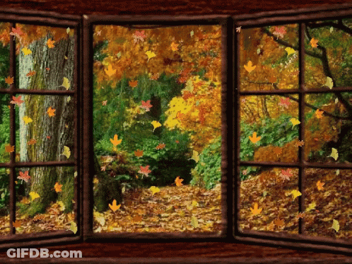 Autumn Leaves Falling Outside Window GIF