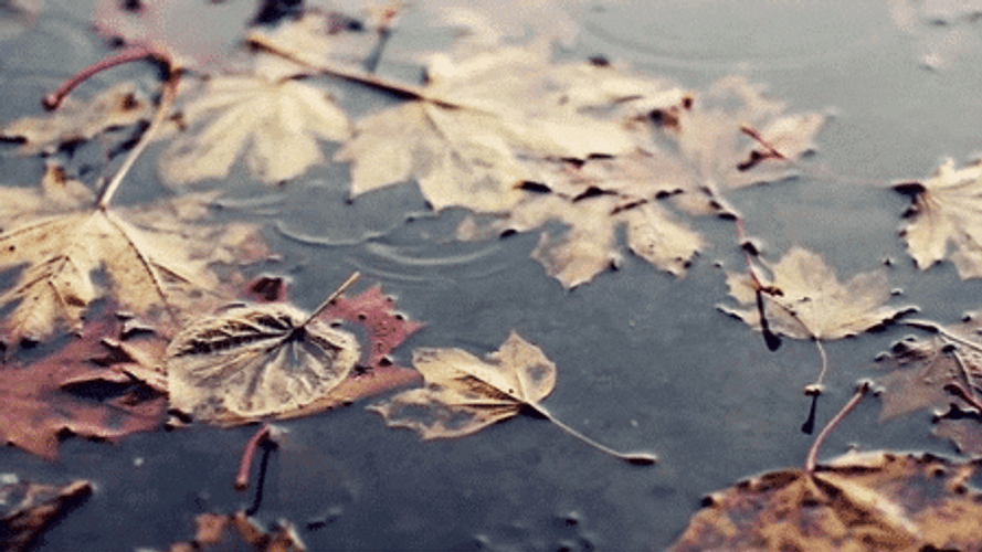 Autumn Rainfall GIF