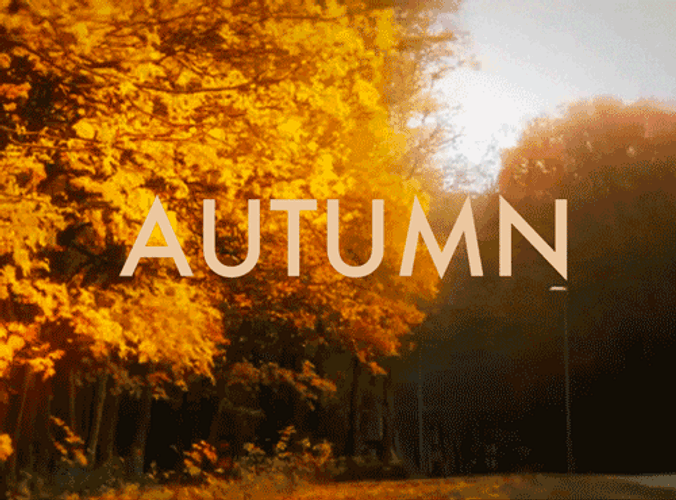 Autumn Wind Blowing GIF