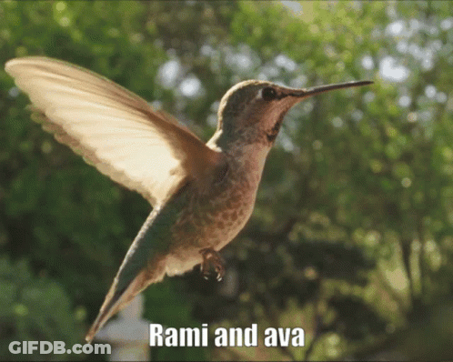 Ava Rami GIF