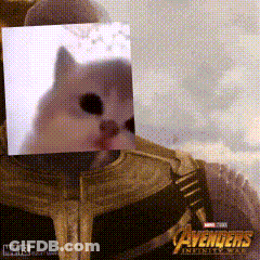 Avengers Infinity War Poster With Cat GIF