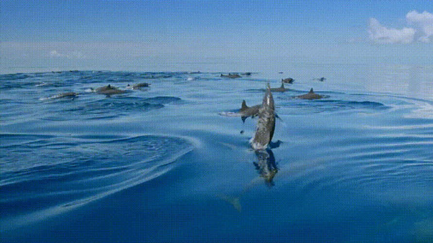 Awesome Whale Twirls GIF