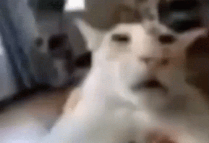 Awful Beluga Cat GIF