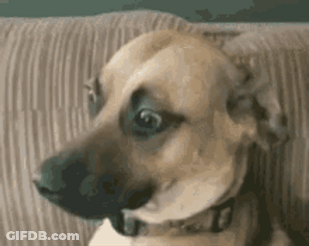 Awkward Funny Dog GIF