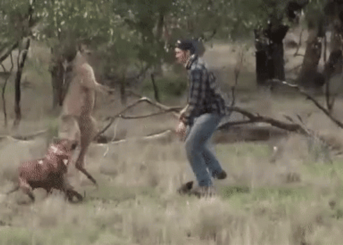 Awkward Kangaroo Human Fight GIF