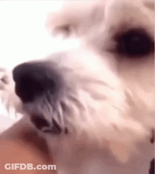 Awkward Scared Dog Staring GIF
