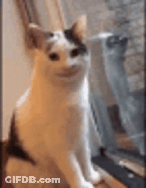 Awkward Smiling Beluga Cat GIF
