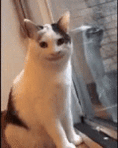 Awkward Smiling Cat GIF