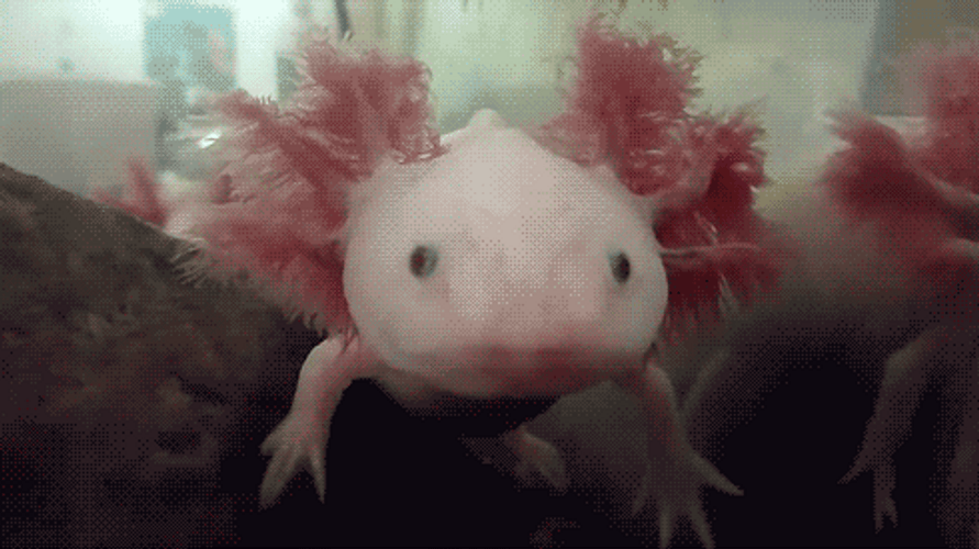 Axolotl Flapping Ears GIF