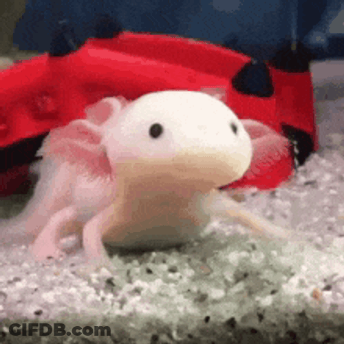 Axolotl GIF