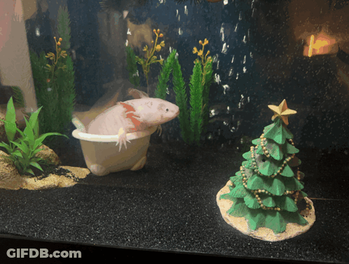Axolotl In Bathtub Next To Christmas Tree GIF